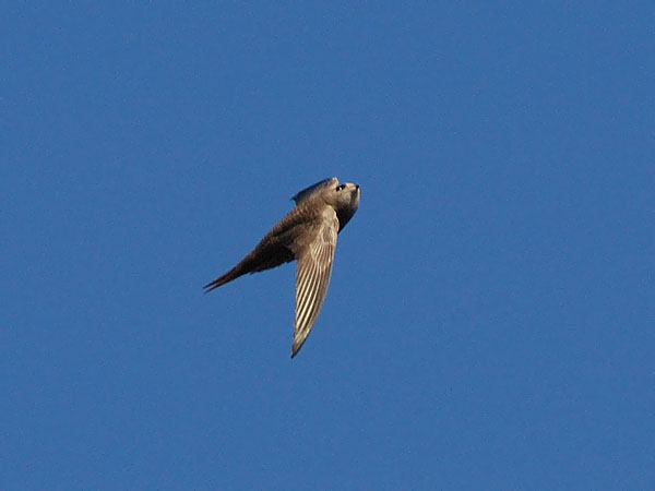 Vaaleakiitäjä, Pallid Swift, Apus pallidus